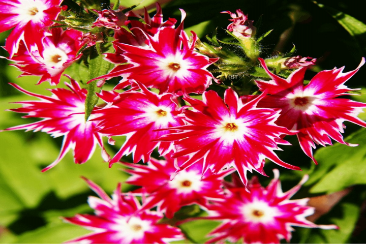 pink star phlox flowers